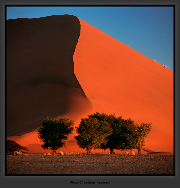 dune_trees.jpg